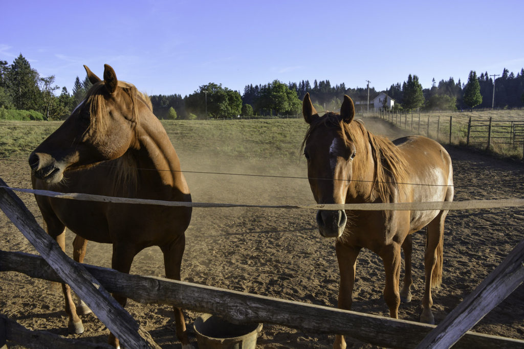 Brown Horses of Boring Oregon