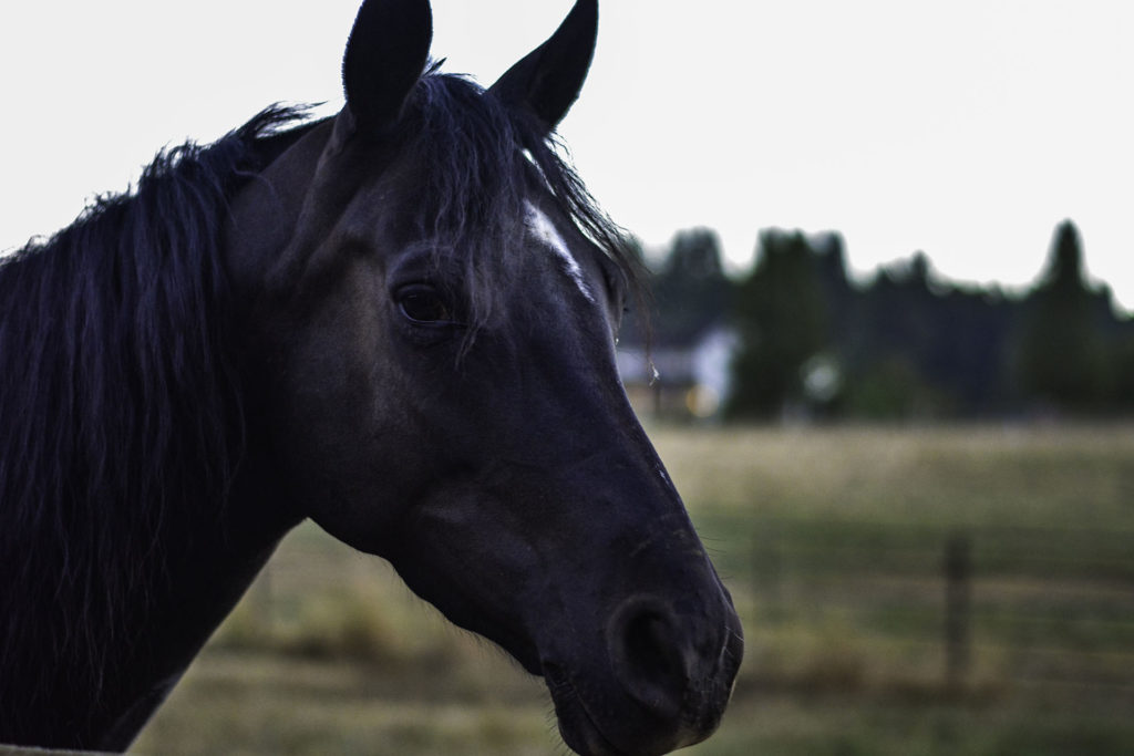 Black Horse of Oregon