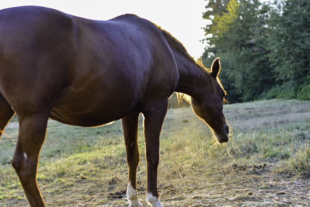 Brown Horses of Boring Oregon